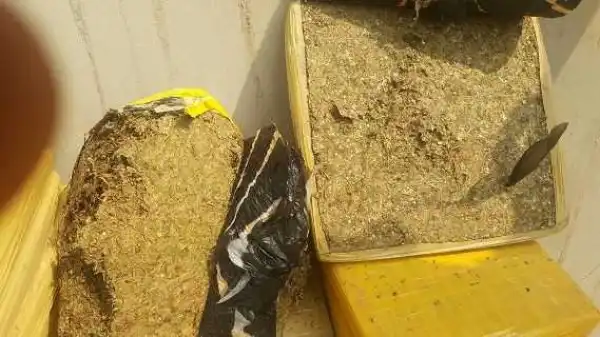 Photos: Nigeria Customs hand over seized Indian hemp valued at N3m to NDLEA